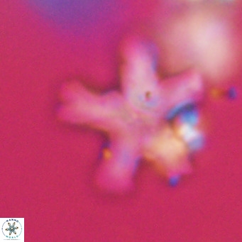 Discoaster anisogonius VR 32172