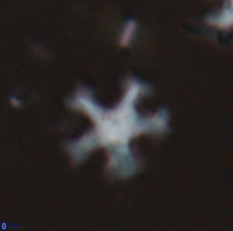 Discoaster anisogonius 27677