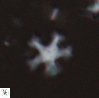 Discoaster anisogonius 27677