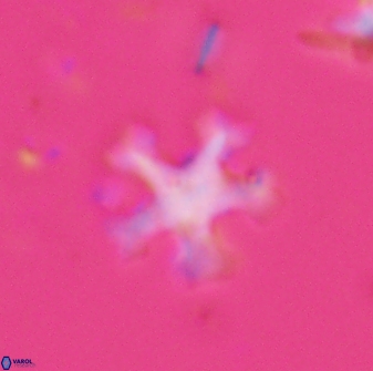 Discoaster anisogonius 27678