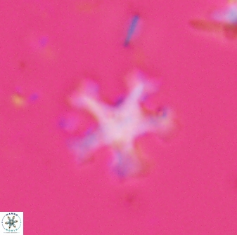 Discoaster anisogonius 27678