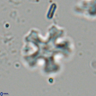 Discoaster anisogonius 27679