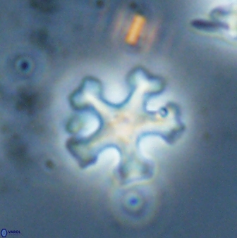 Discoaster anisogonius 27680