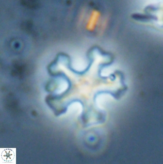 Discoaster anisogonius 27680