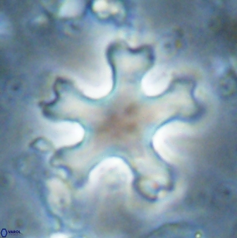 Discoaster anisogonius 27871