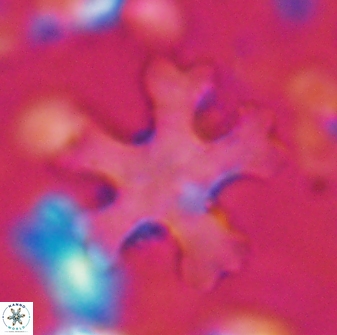 Discoaster anisogonius 27872