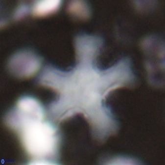 Discoaster anisogonius 27873