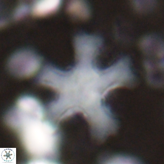 Discoaster anisogonius 27873