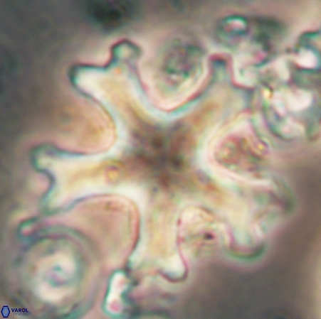 Discoaster anisogonius 364
