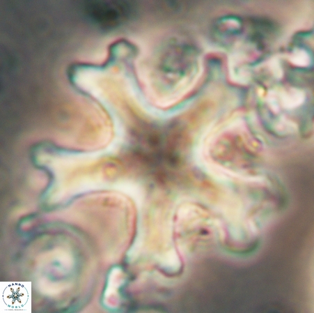Discoaster anisogonius 364