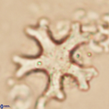 Discoaster anisogonius 365