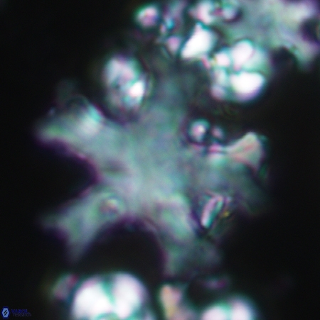 Discoaster anisogonius 366