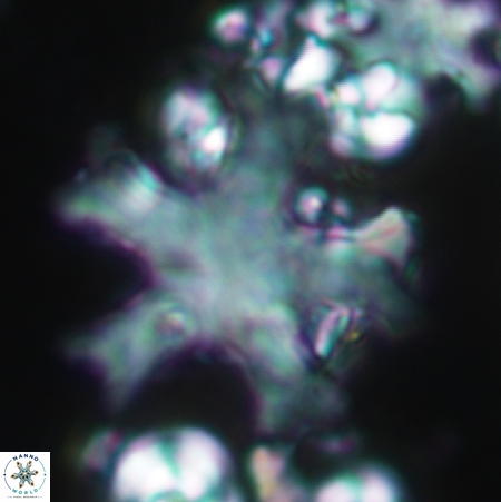 Discoaster anisogonius 366