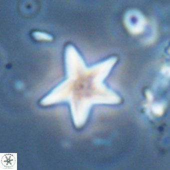 Discoaster anisopentactis 70754