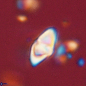 Discoaster anisopentactis 70757