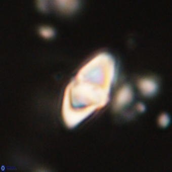 Discoaster anisopentactis 70758