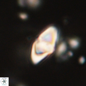Discoaster anisopentactis 70758