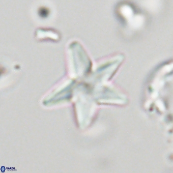 Discoaster anisopentactis 70752