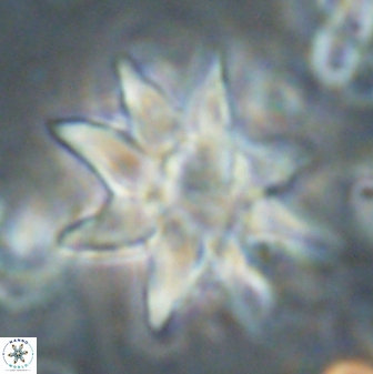 Discoaster araneus 58698