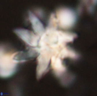 Discoaster araneus 58699