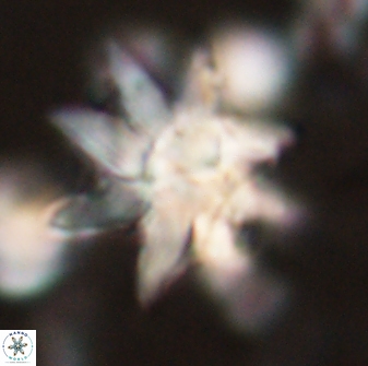 Discoaster araneus 58699