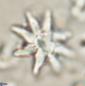 Discoaster araneus 58701