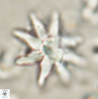 Discoaster araneus 58701