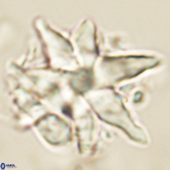 Discoaster araneus 67715