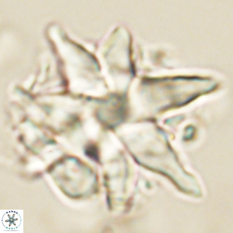 Discoaster araneus 67715