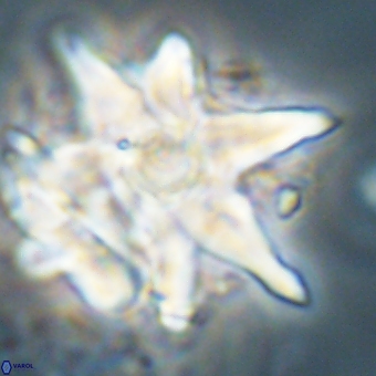 Discoaster araneus 67716