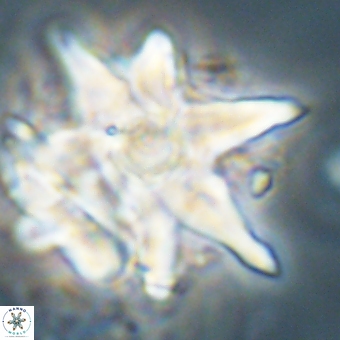 Discoaster araneus 67716