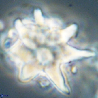 Discoaster araneus 67717