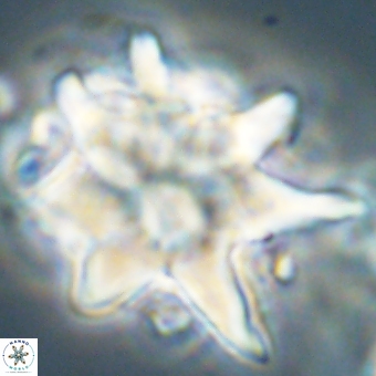 Discoaster araneus 67717