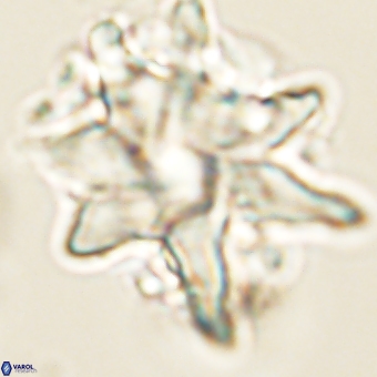 Discoaster araneus 67718