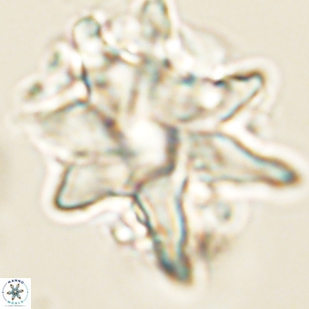 Discoaster araneus 67718