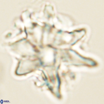 Discoaster araneus 67719