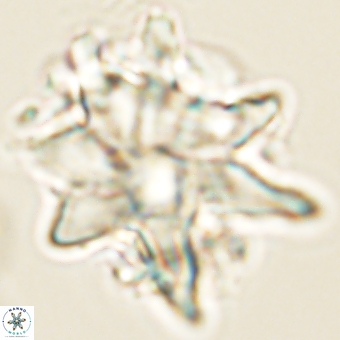 Discoaster araneus 67719