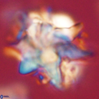 Discoaster araneus 67720