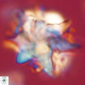 Discoaster araneus 67720