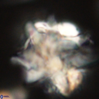 Discoaster araneus 67721