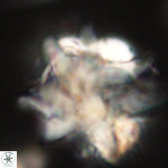 Discoaster araneus 67721