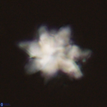Discoaster araneus 70702