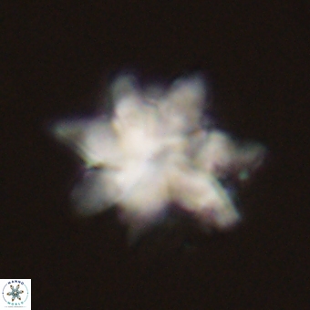 Discoaster araneus 70702