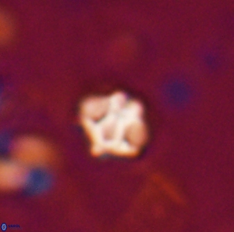 Discoaster artatus 27186