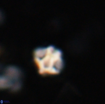 Discoaster artatus 27187