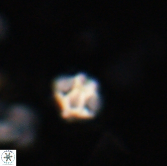 Discoaster artatus 27187