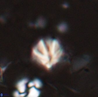 Discoaster artatus 27189