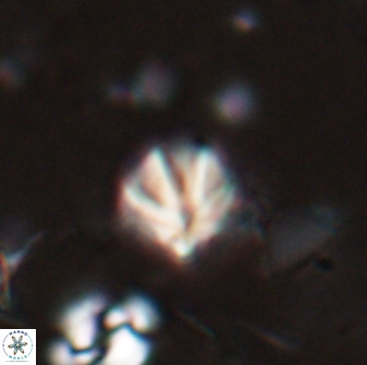 Discoaster artatus 27189