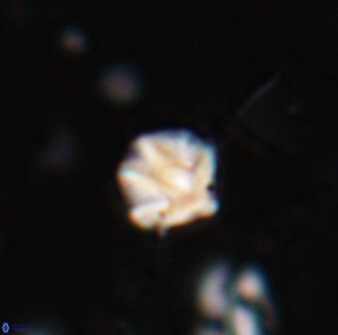 Discoaster artatus 27194