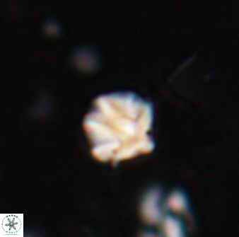Discoaster artatus 27194